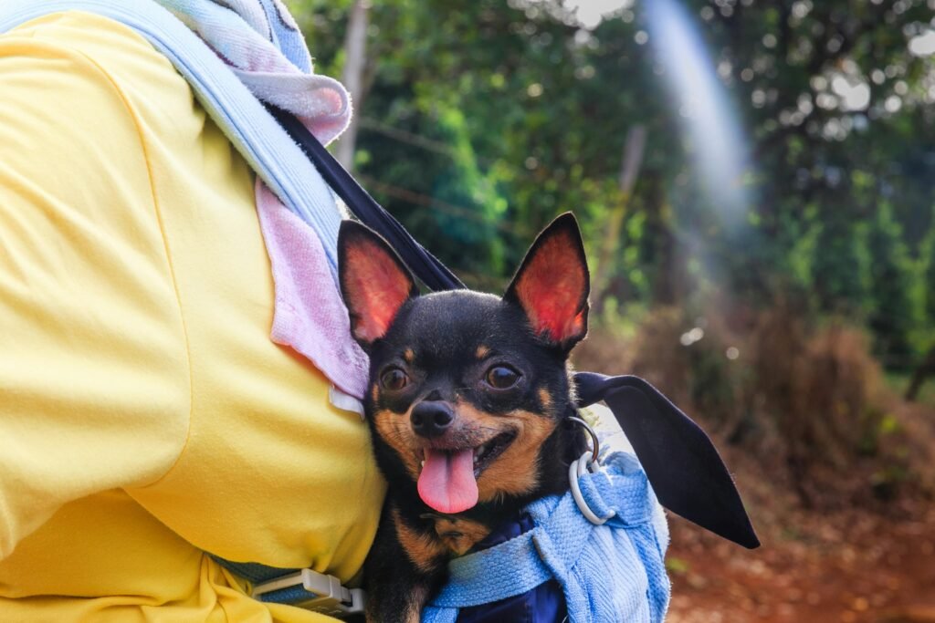 Black and brown chihuahua carried in the back on person in a bag