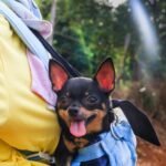 Black and brown chihuahua carried in the back on person in a bag