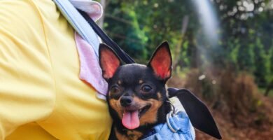 Black and brown chihuahua carried in the back on person in a bag